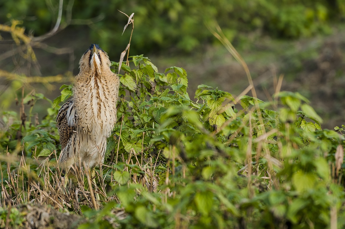 unusual bittern