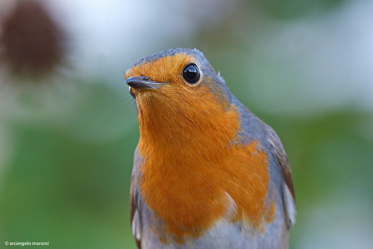 The curiositàè is called robin