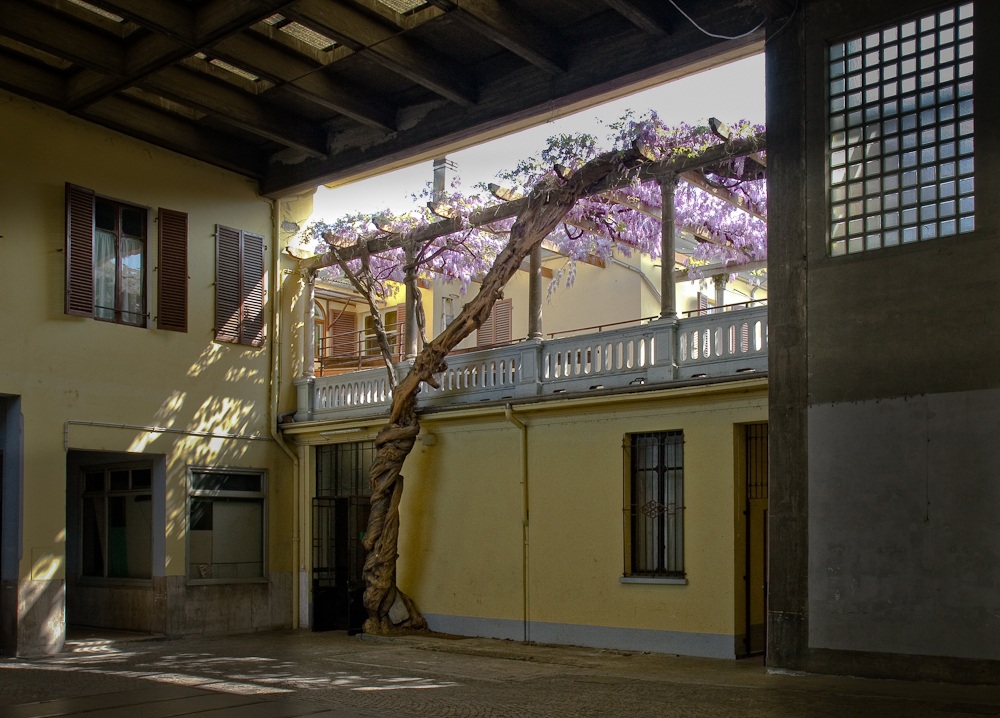 plv_ the centuries-old wisteria