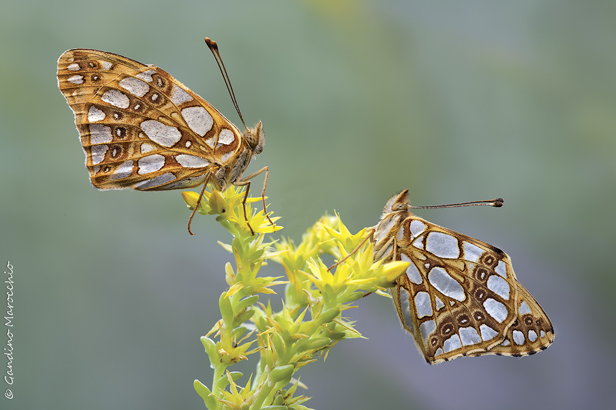 The two Cousins ??(issoria lathonia)
