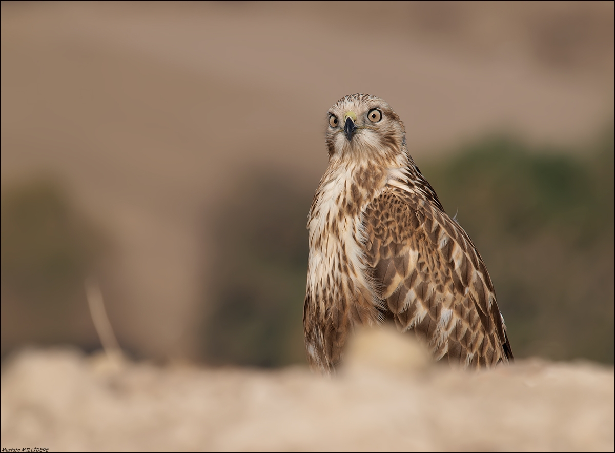 Long Legged Buzzard ...