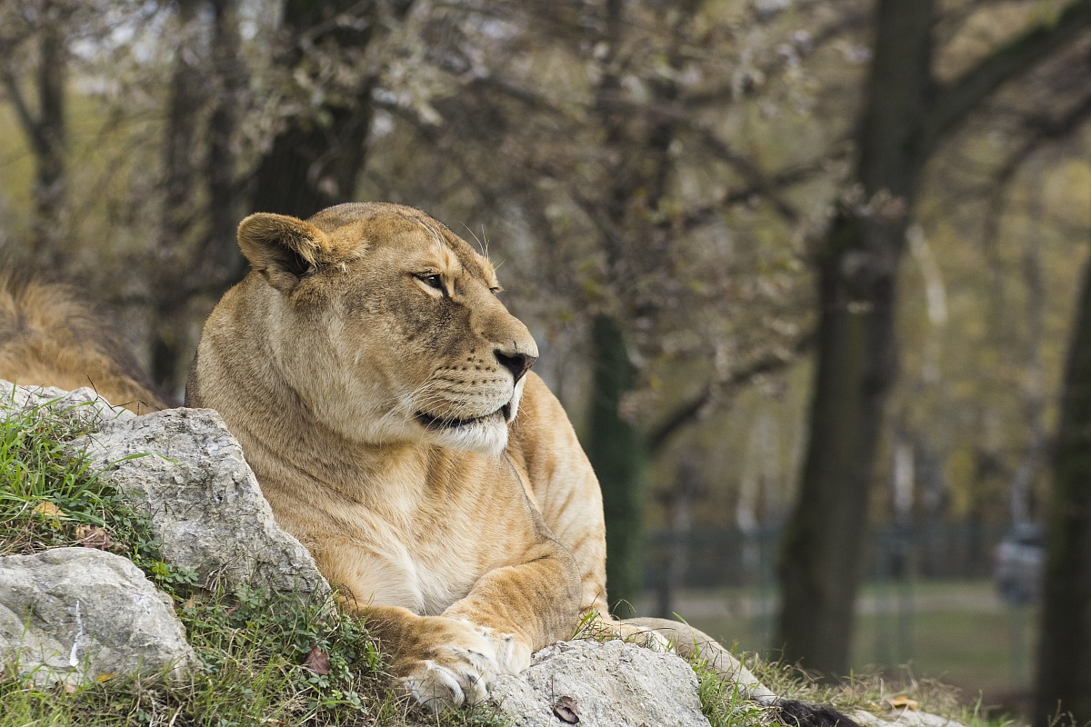 Lioness posing