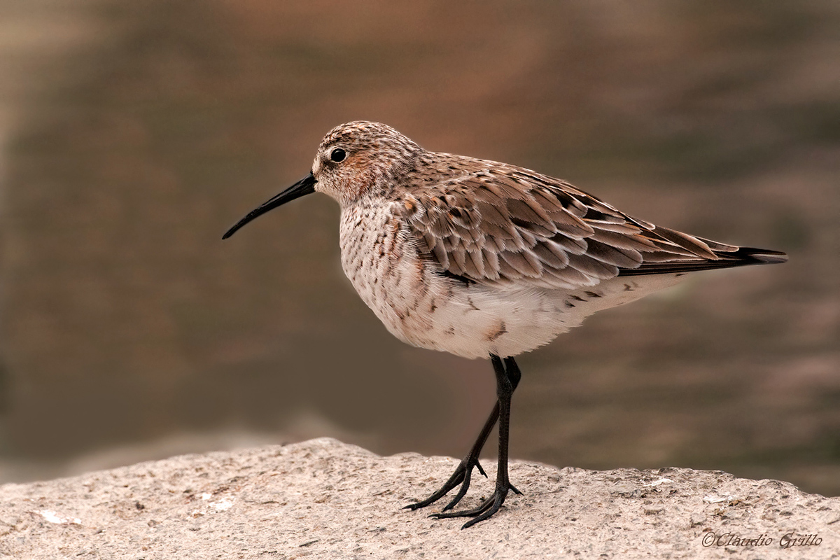 Sandpiper