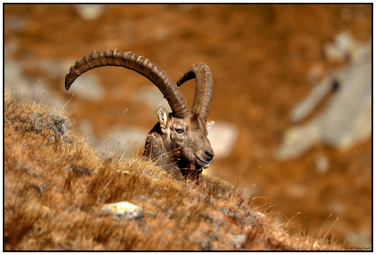 ibex