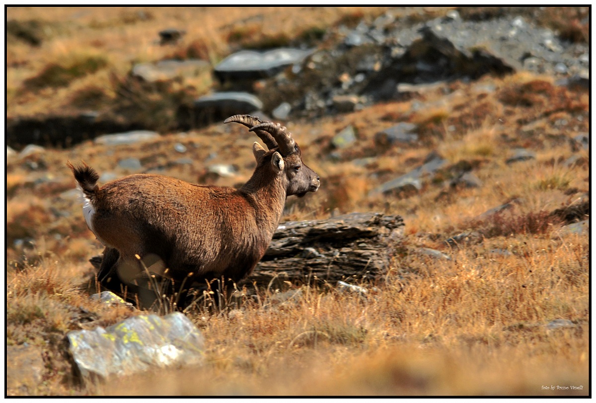 ibex on the run
