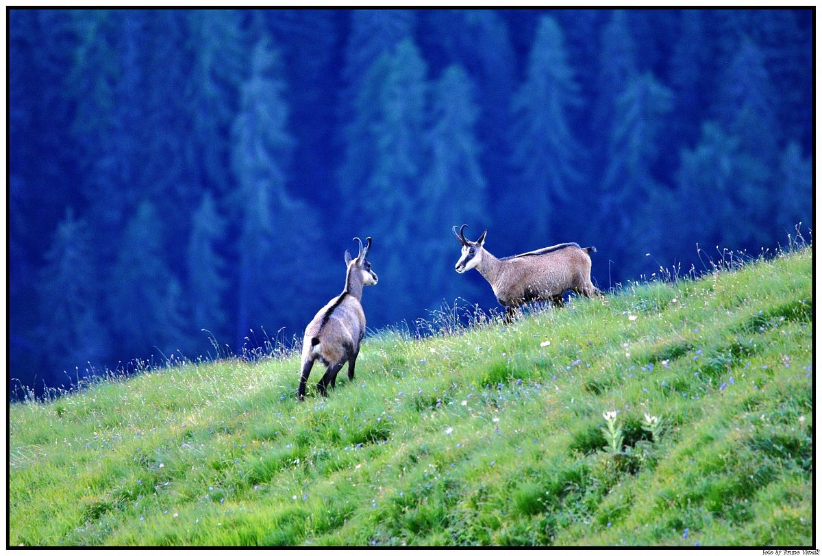 chamois at the Monte Corona-Tn-