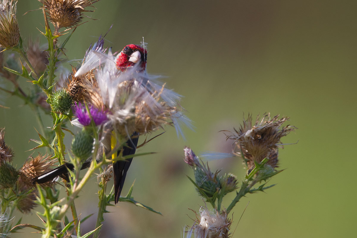 Goldfinch and thistle ...