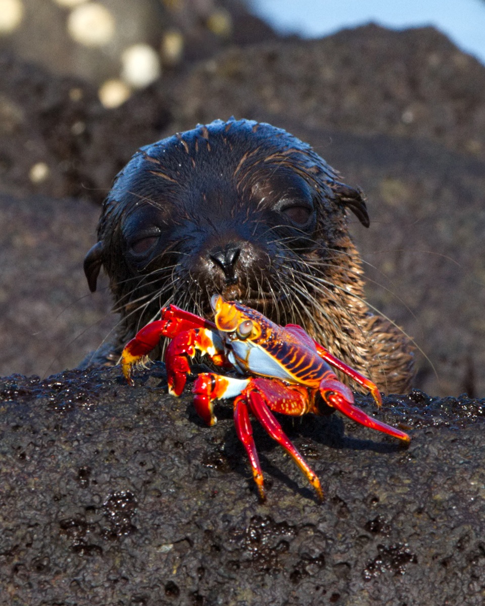 Leone Marino Curiosone