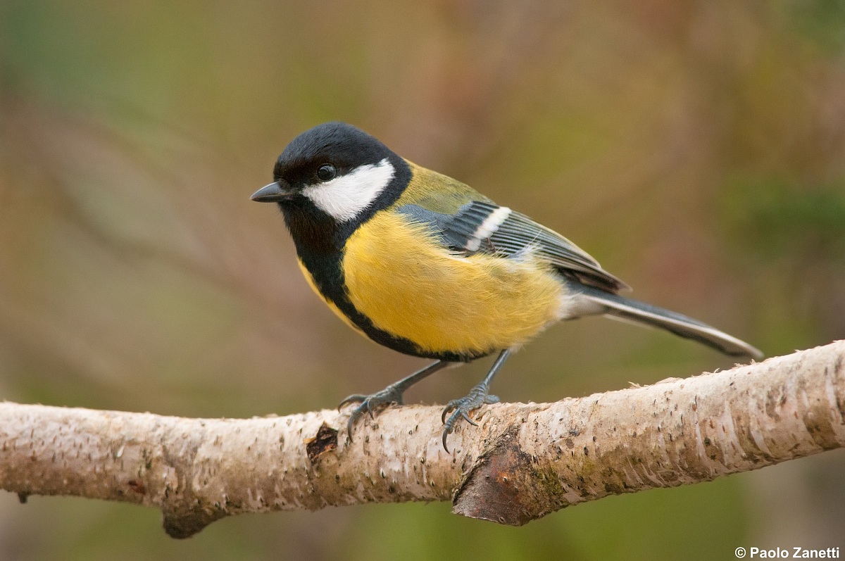 Great Tit