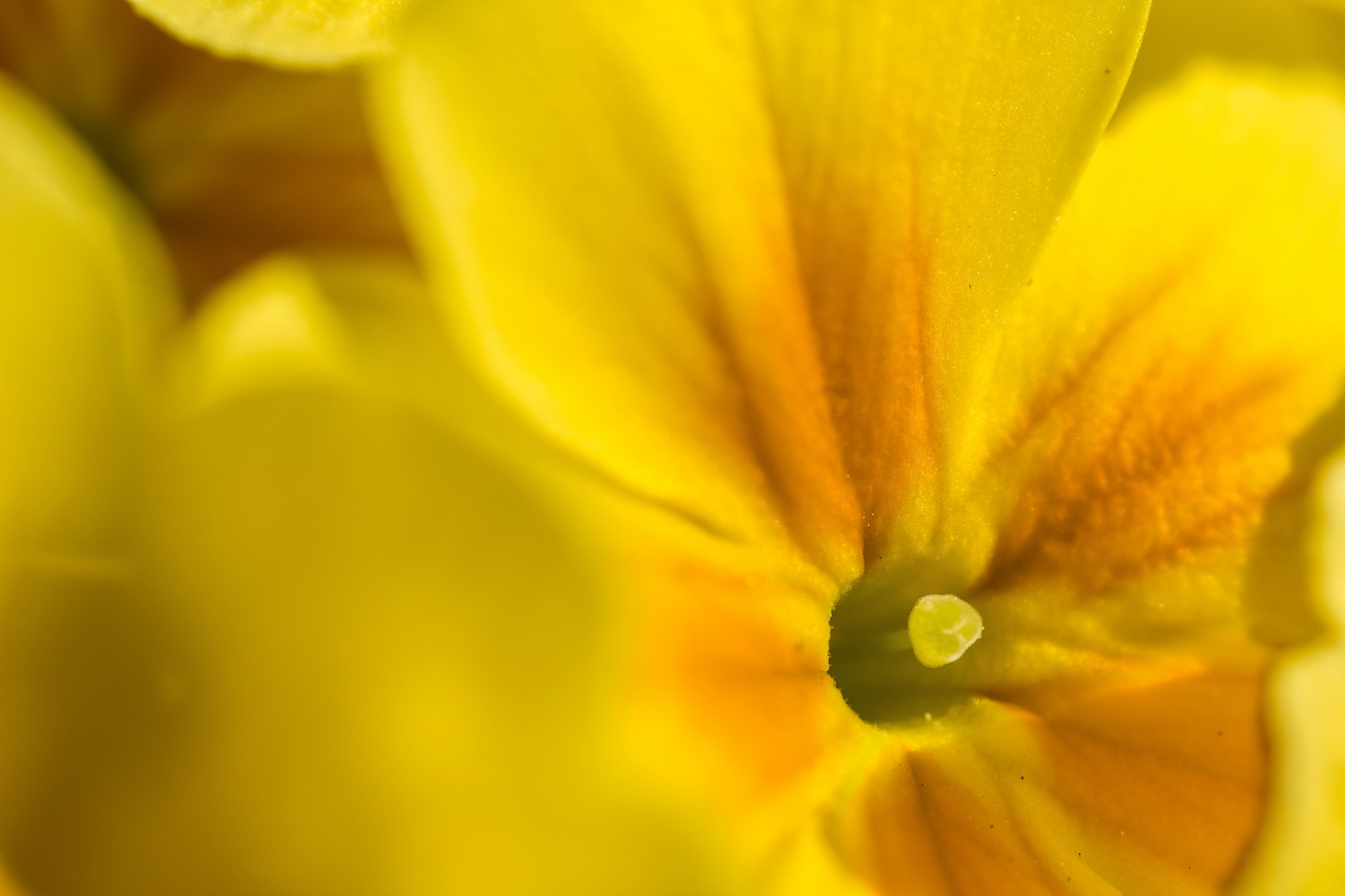 yellow yellow yellowwwwww ...