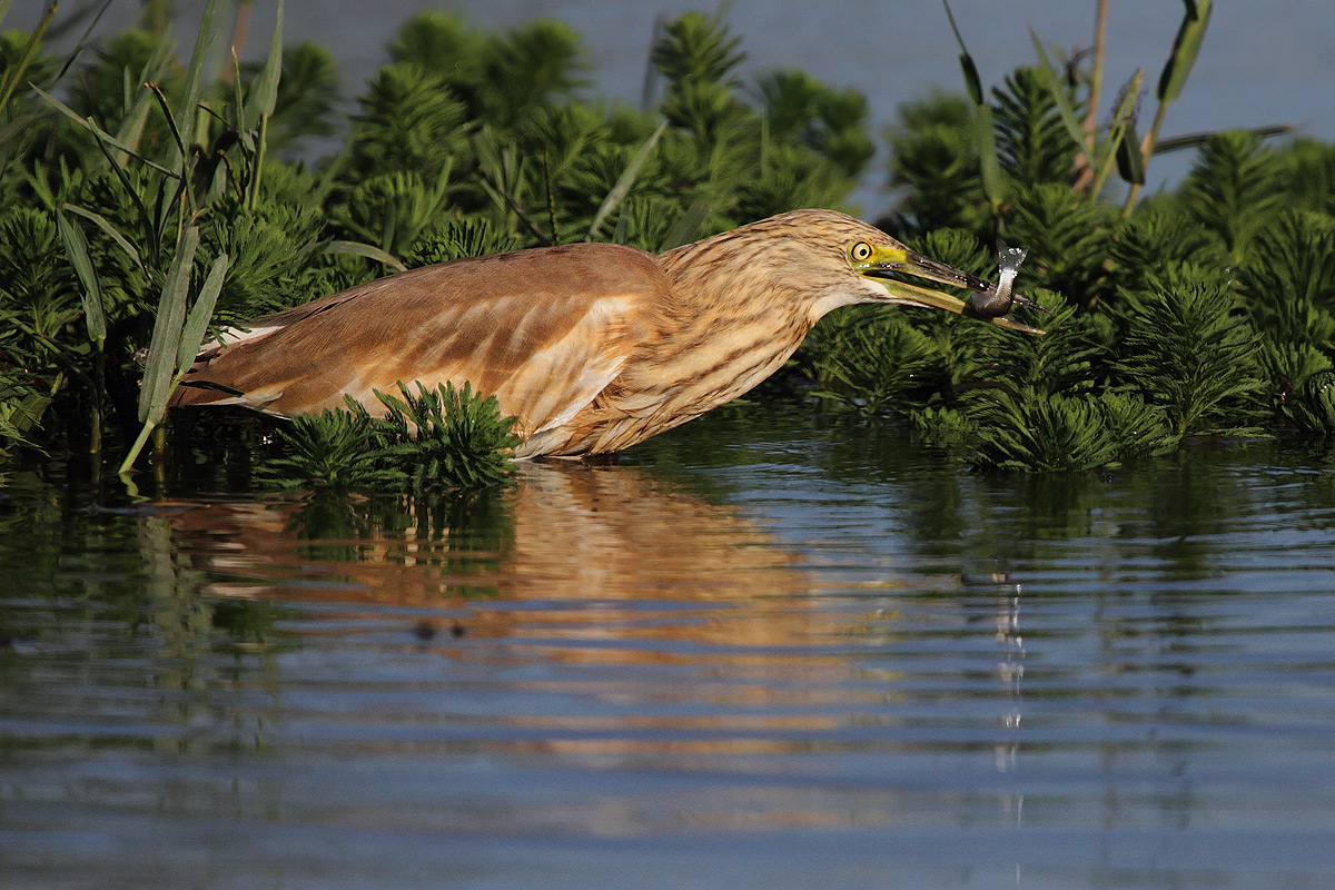 The capture ..........