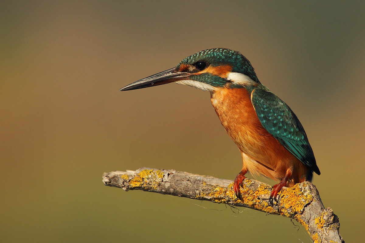 Concentration ........