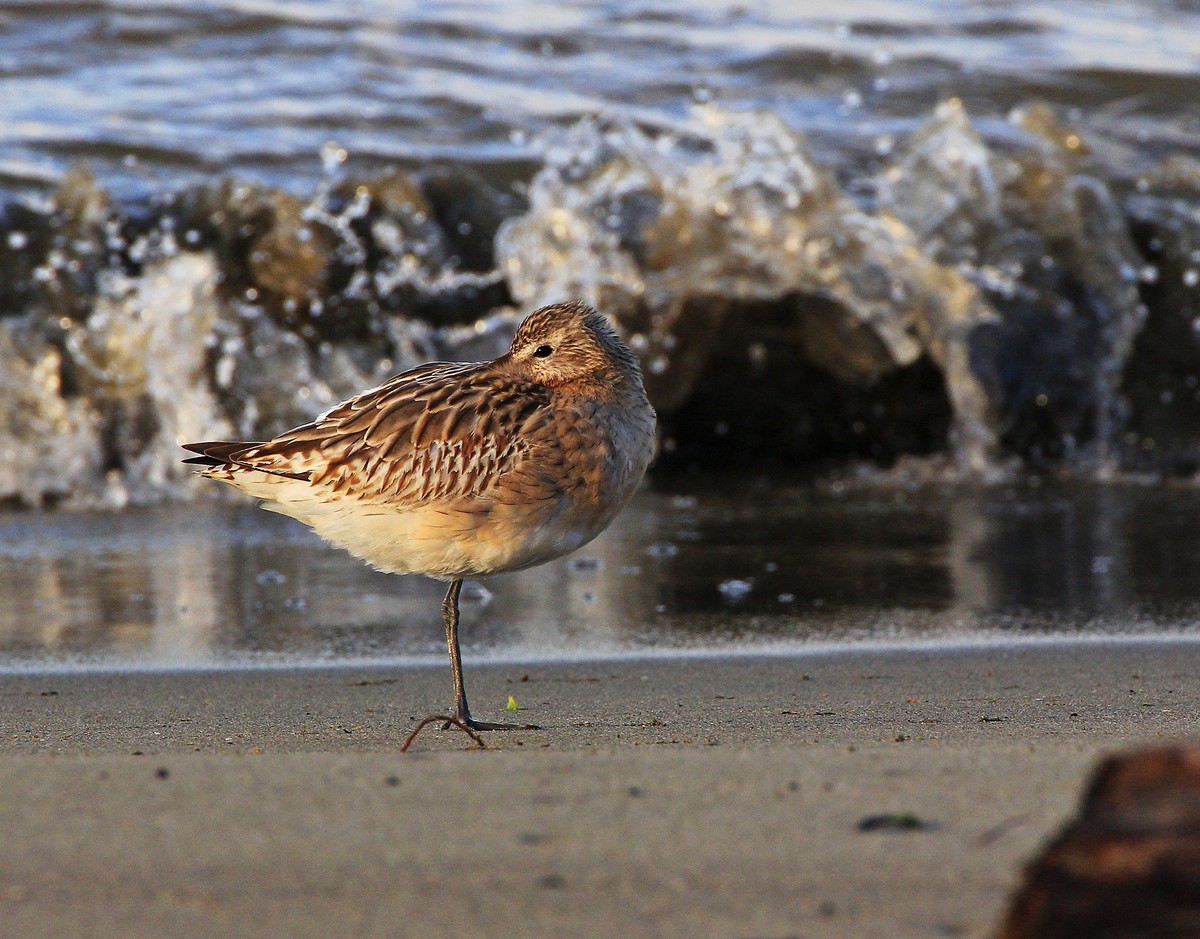 The godwit and the wave