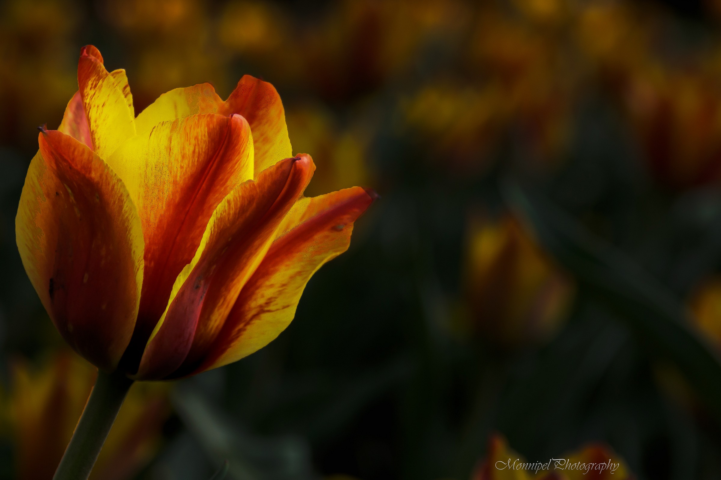 the tulip revised ...