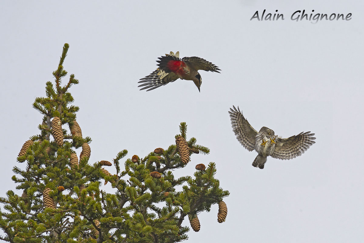 skirmishes at high altitude