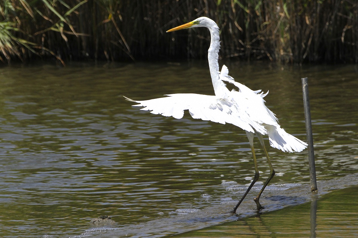 Great Egret