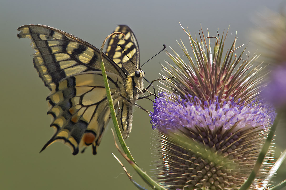 farfalla con bombardone