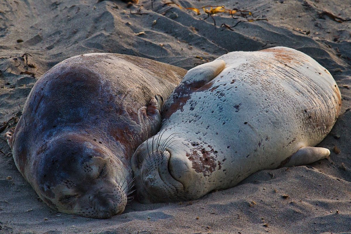 Small Elephant Seals