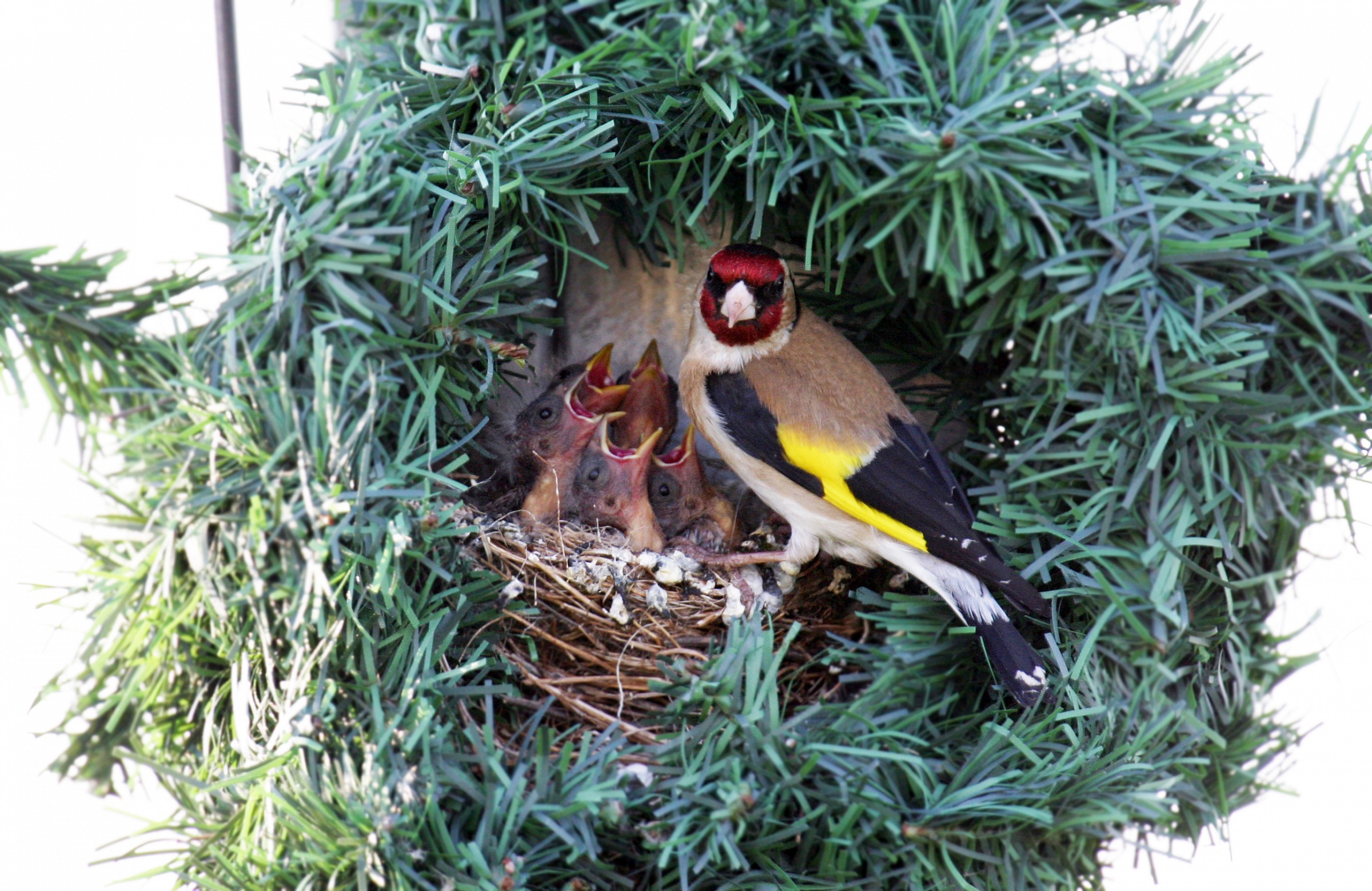 Carduelis-Carduelis La Nutrizione