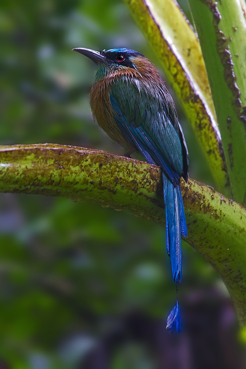 Motmot corona azzurra