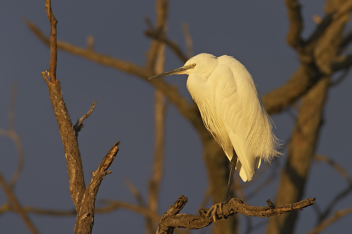 garzetta al tramonto