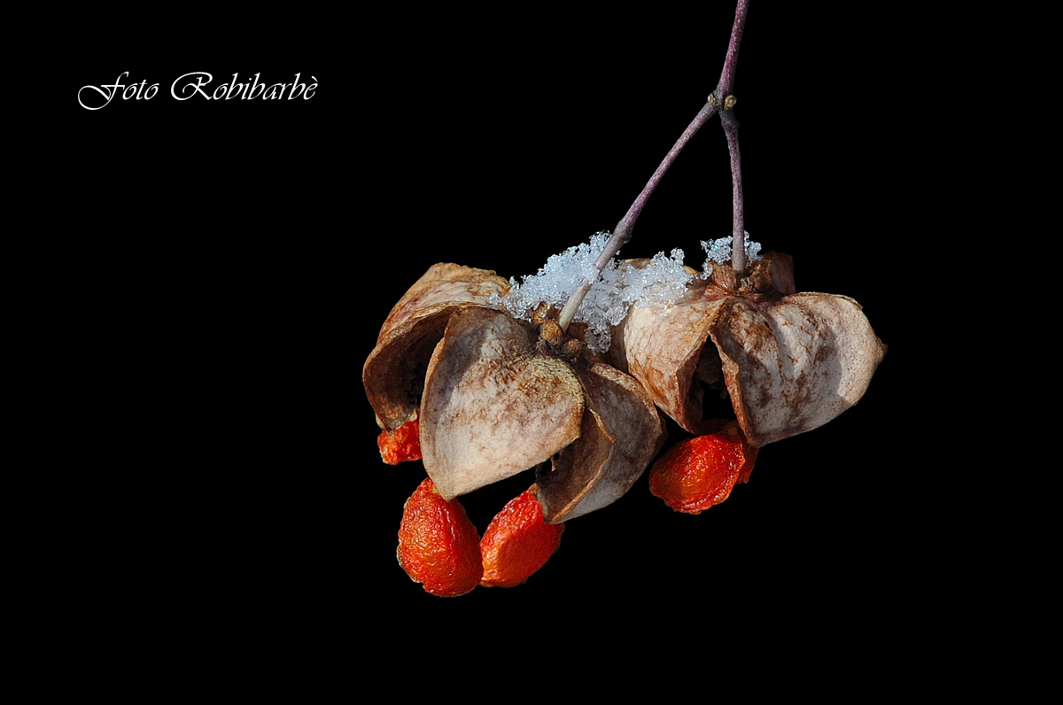 La berretta del prete......