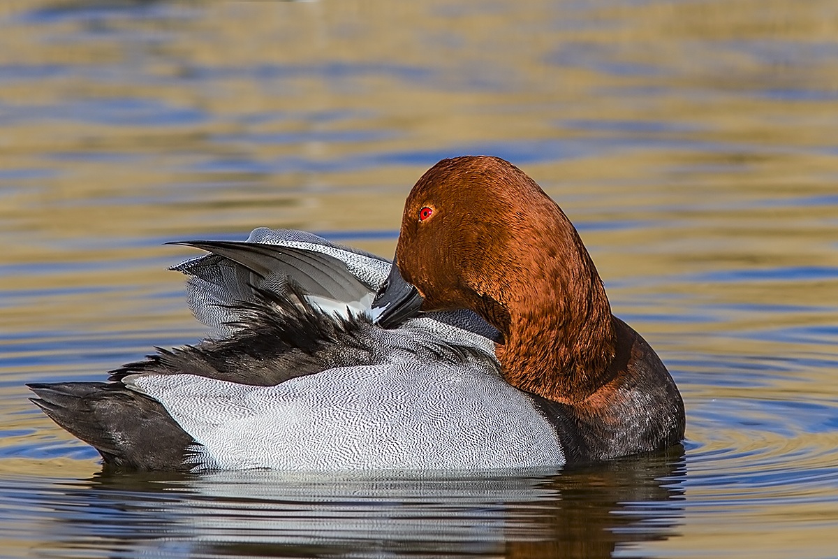 Pochard