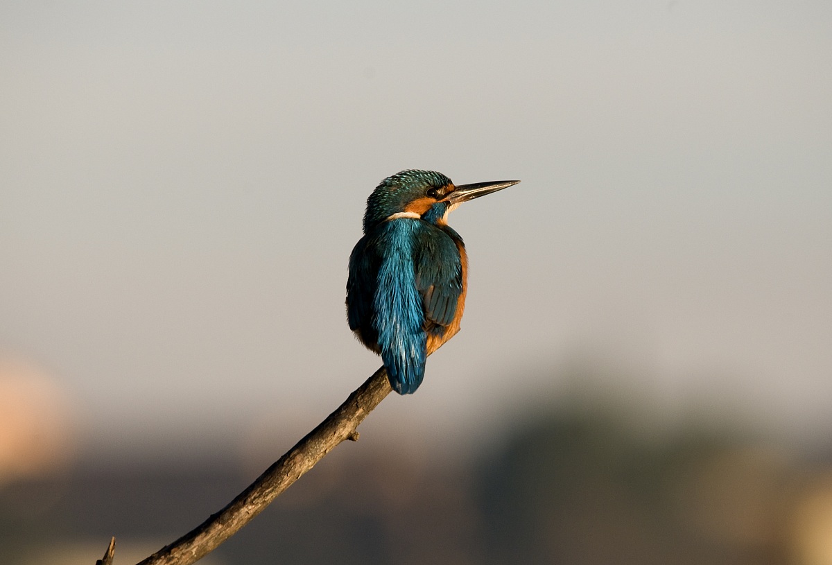 Kingfisher