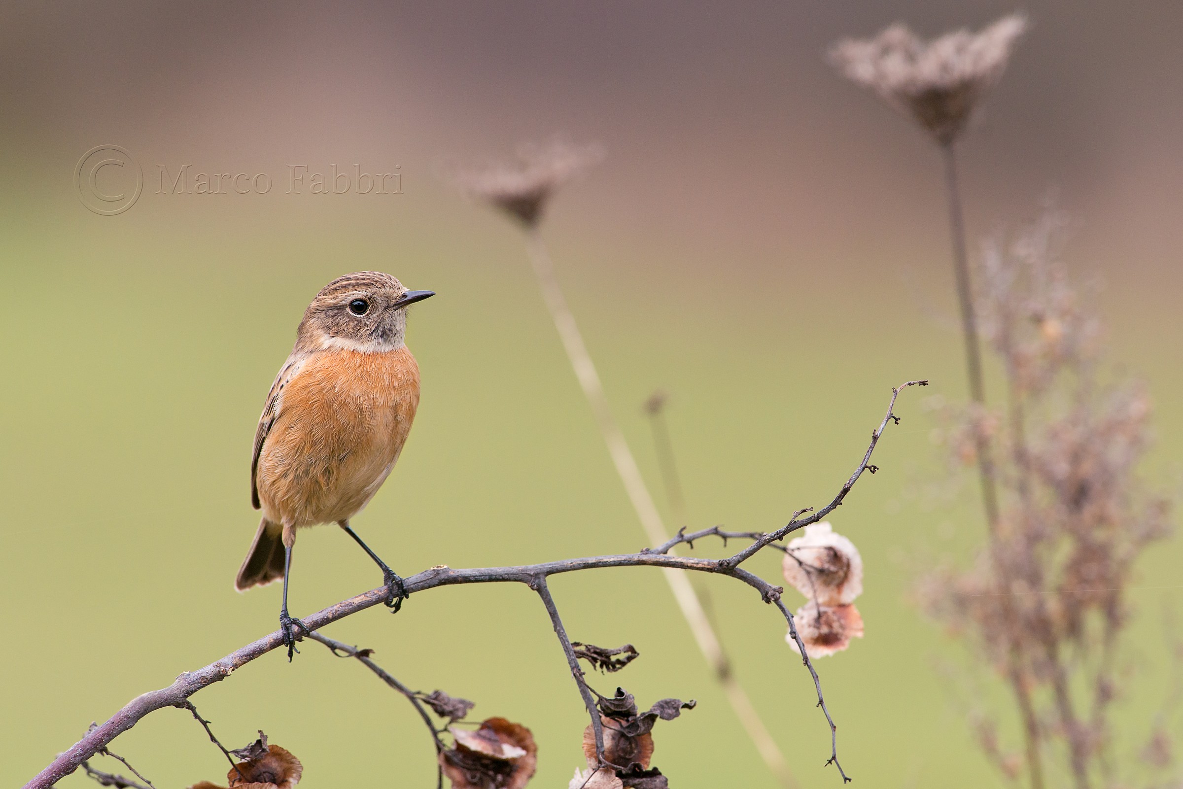 Stonechat Female