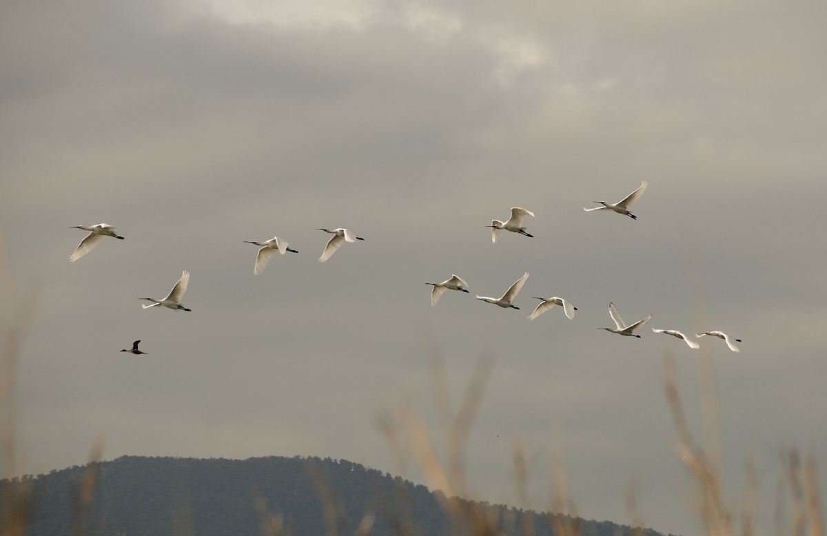 Spoonbills in flight