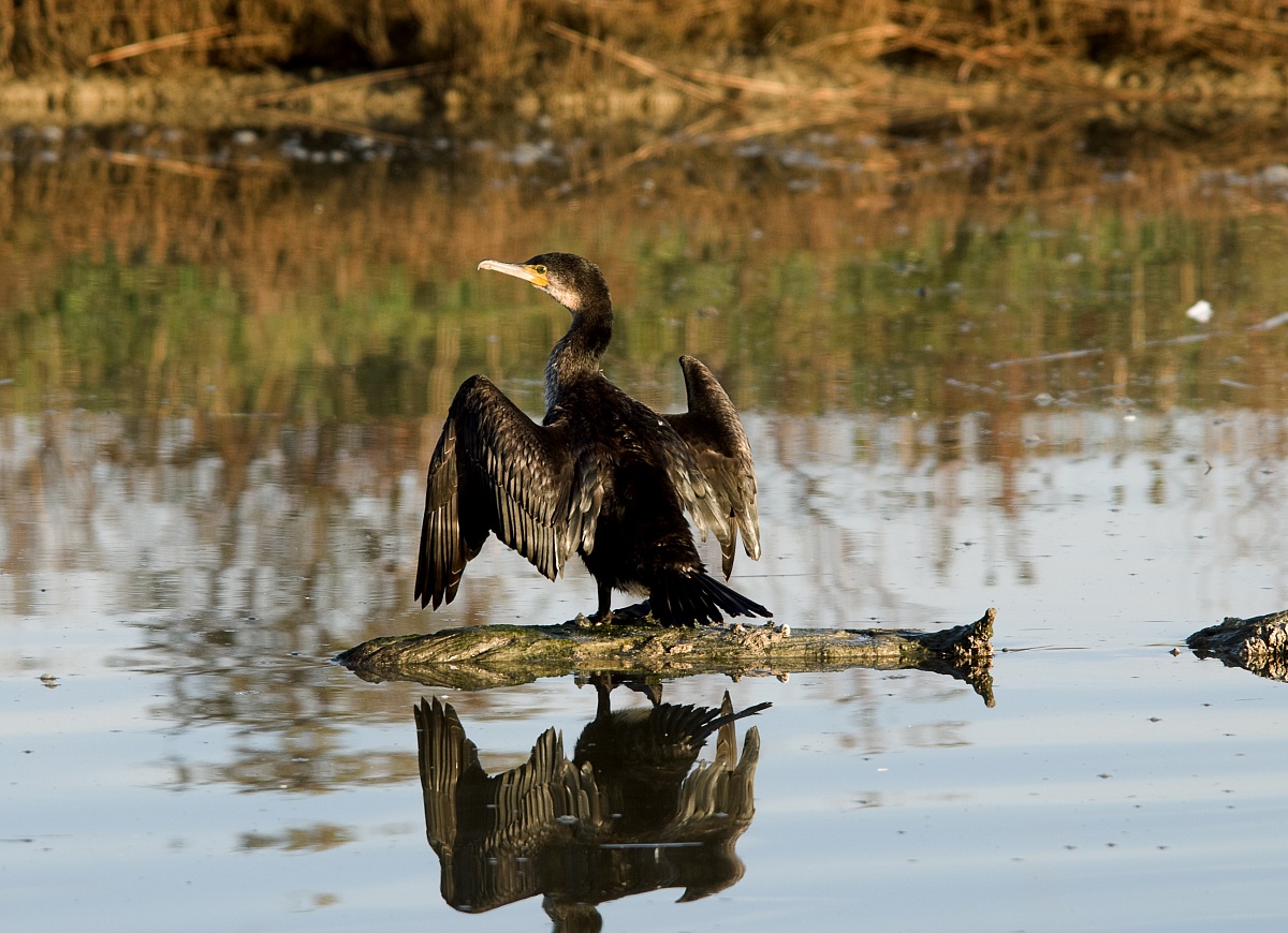 Cormorant