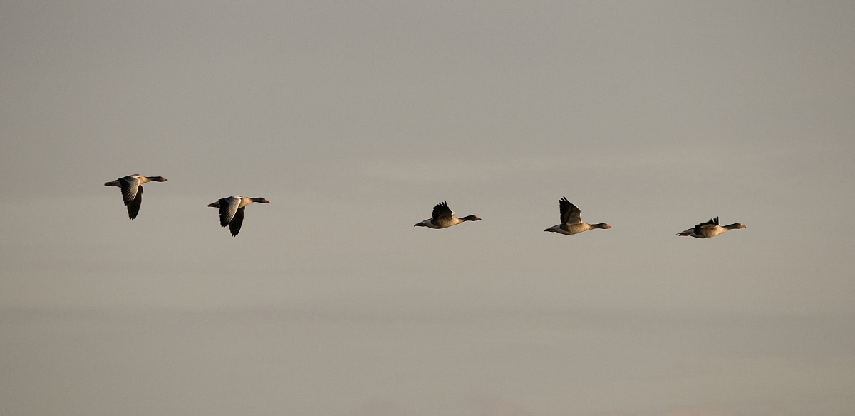 Wild Geese