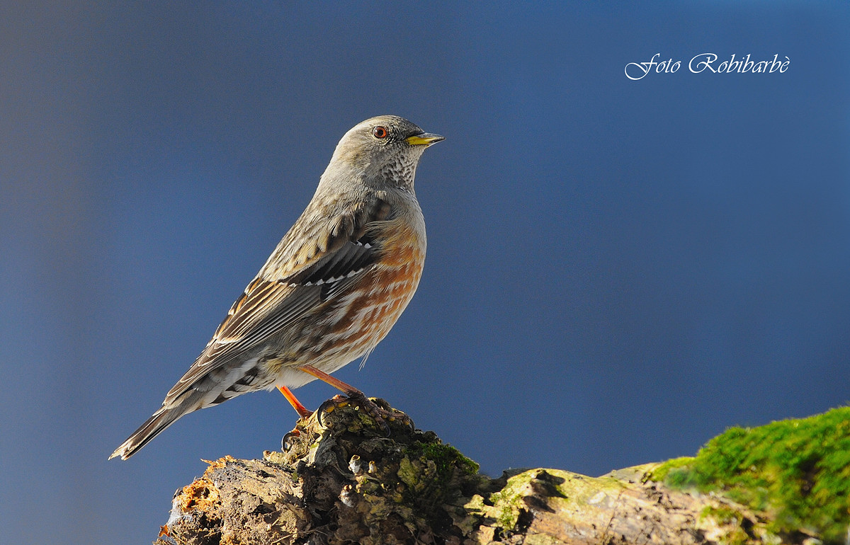 La pupilla del Sordone.....