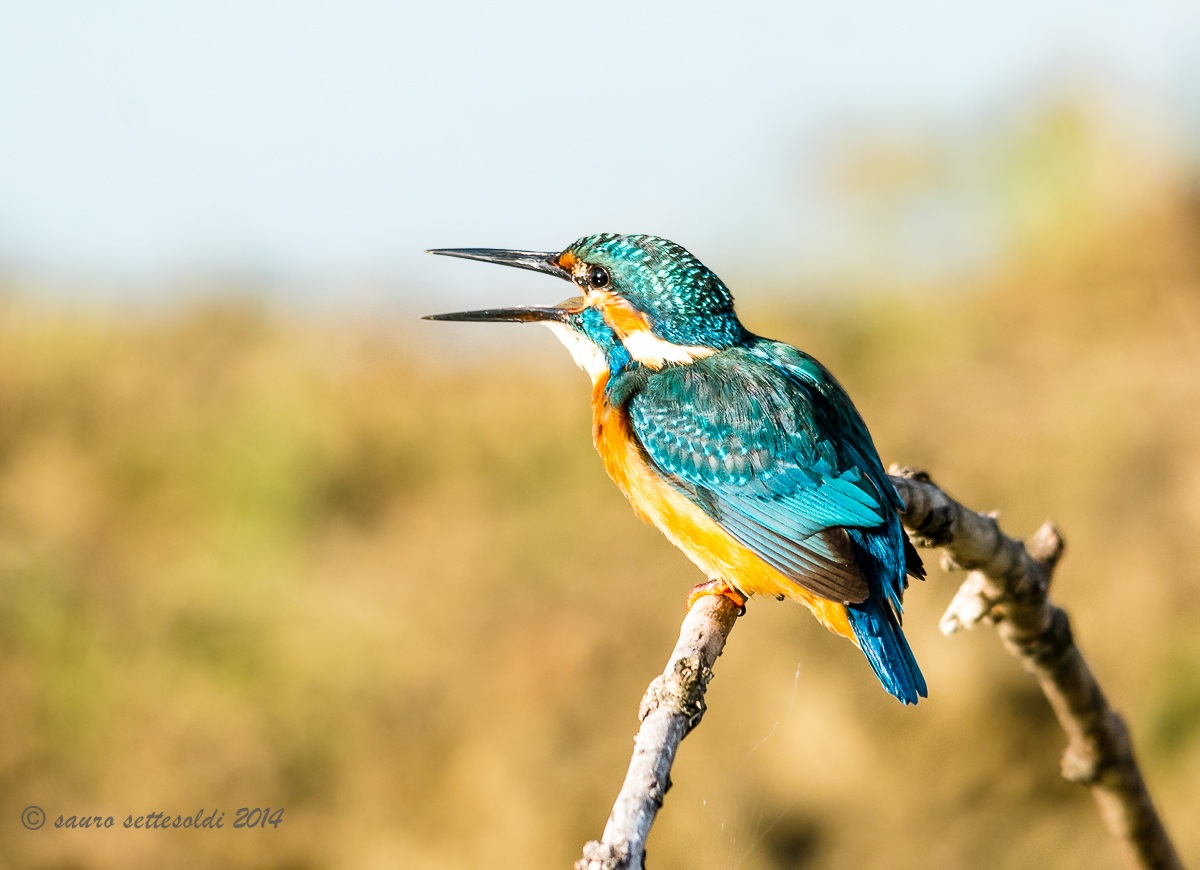 Richiamo del Martino
