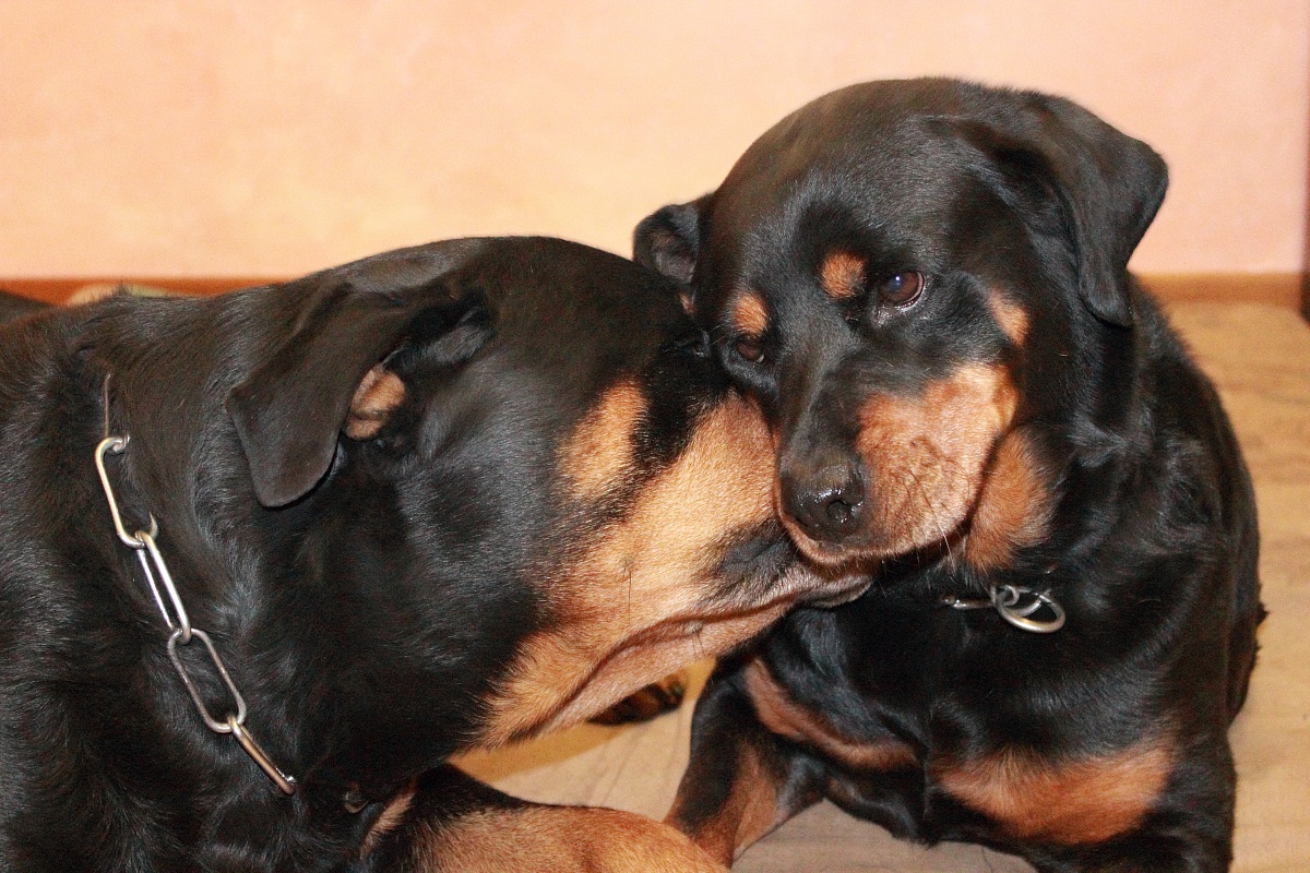 Roth e Lolly, i miei cuccioli