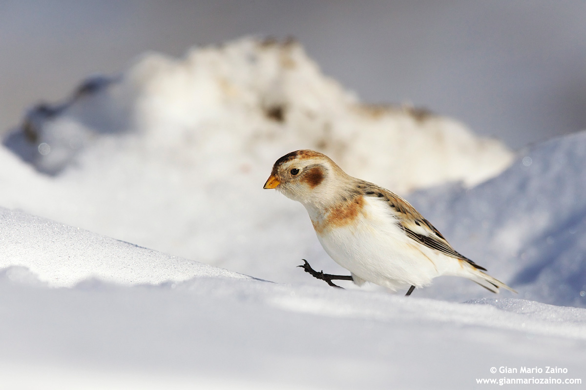 Plectrophenax nivalis / Zigolo delle nevi