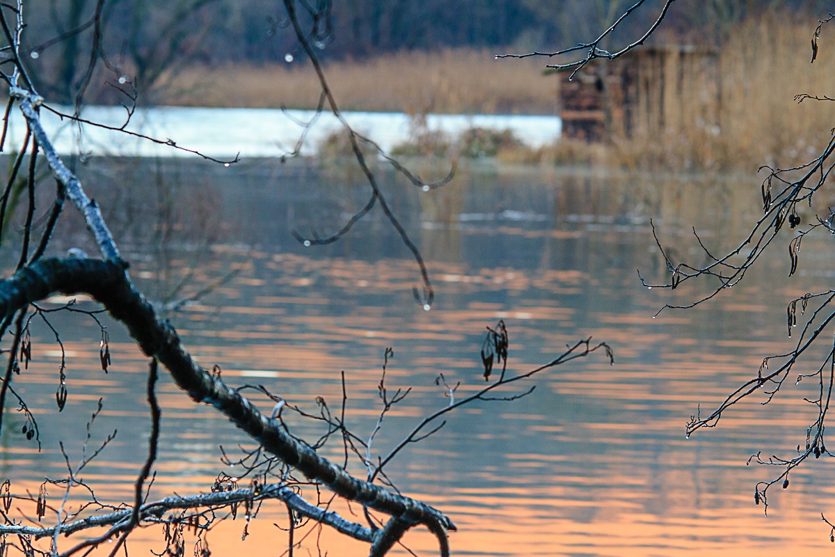 Alberi su fiume Adda