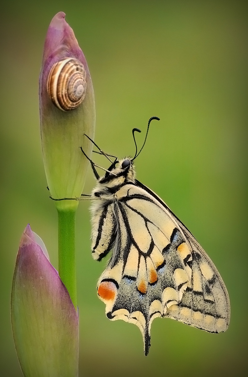 Machaon ** **