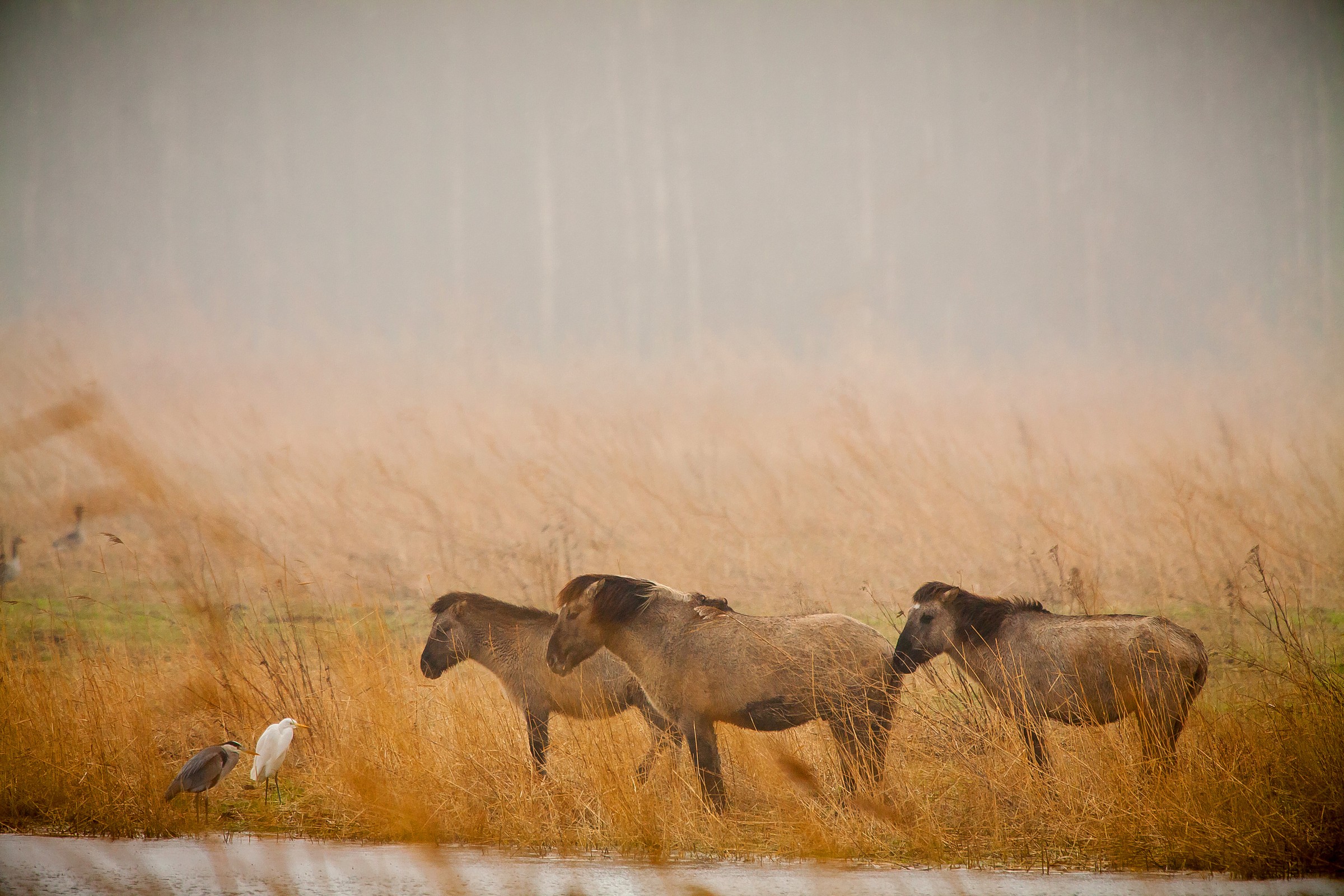 Horses and herons