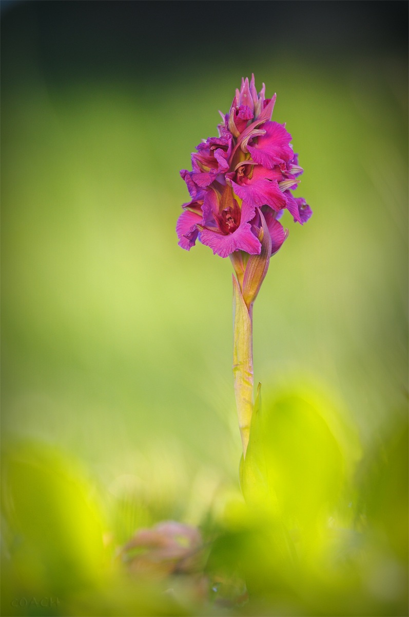 serapicantis bevilacquae