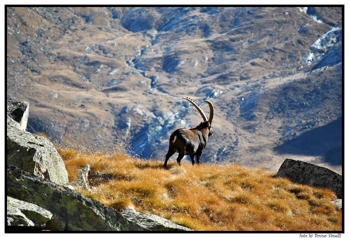 ibex "autumn"