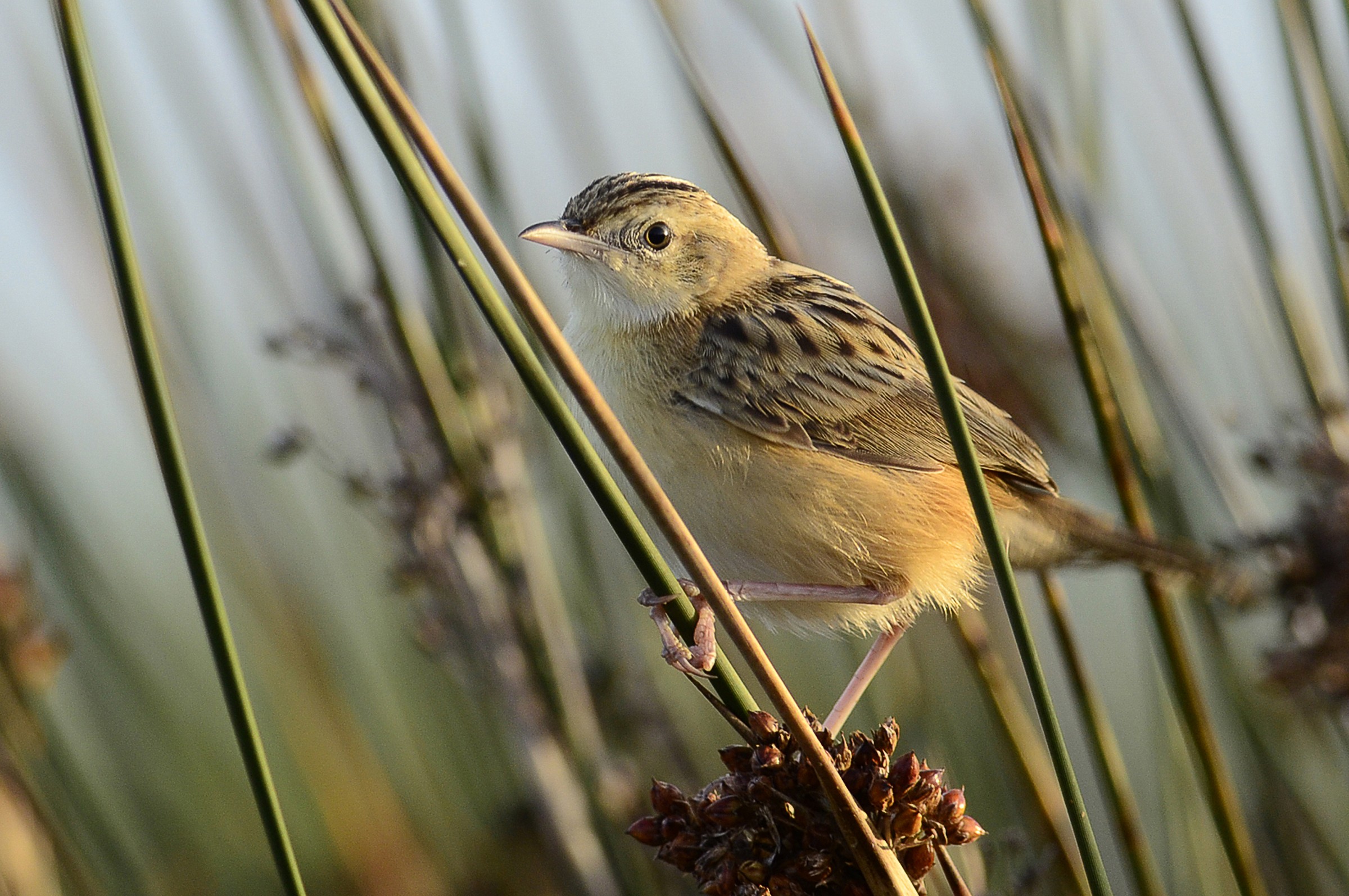 Beccamoschino (Cisticola juncidis)