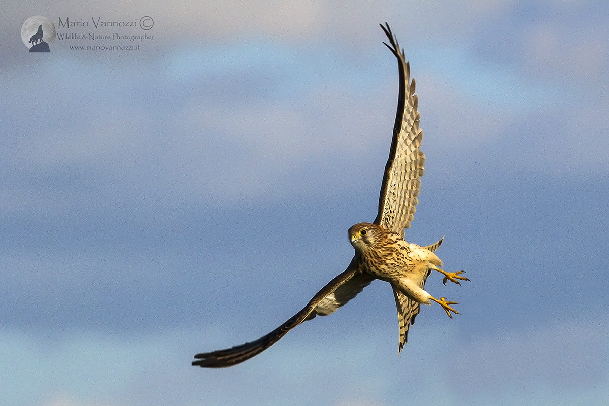 Kestrel .... the turn.