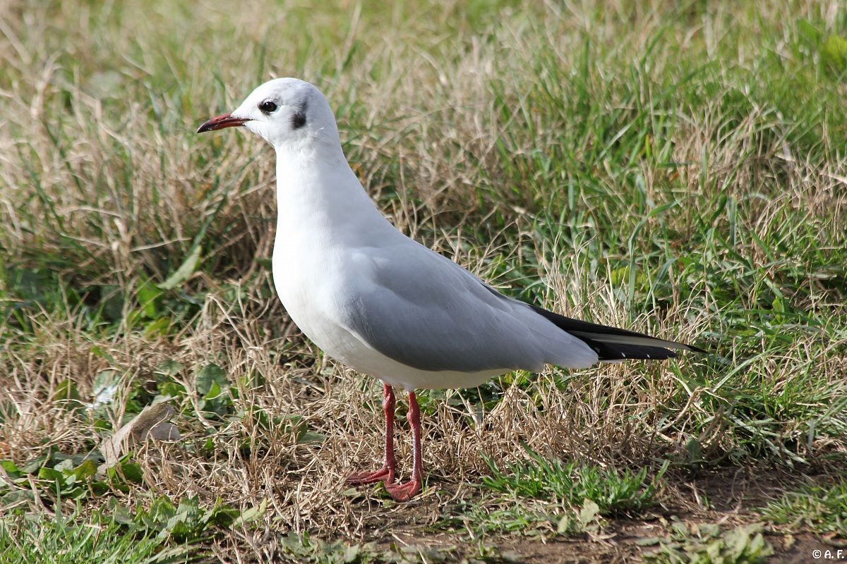 Gull