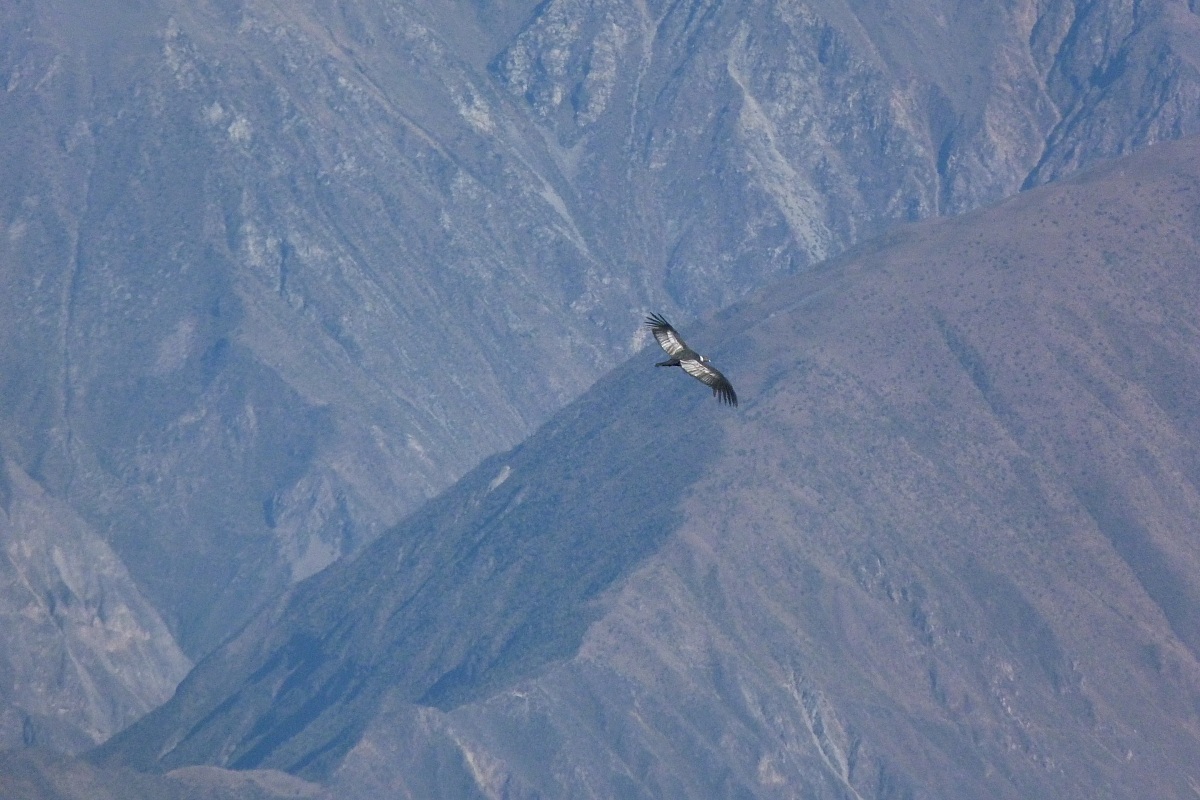 Condor (Peru)