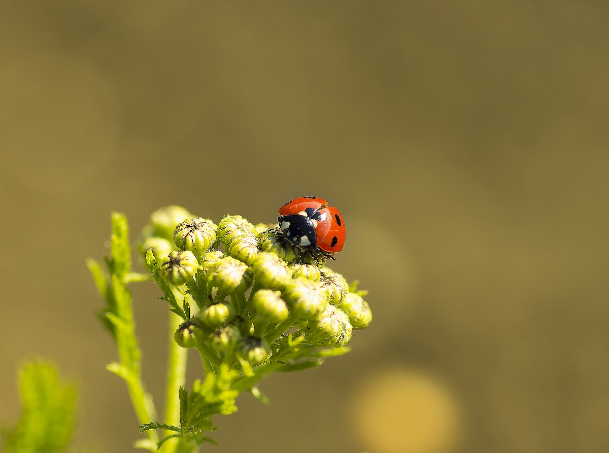 Ladybug