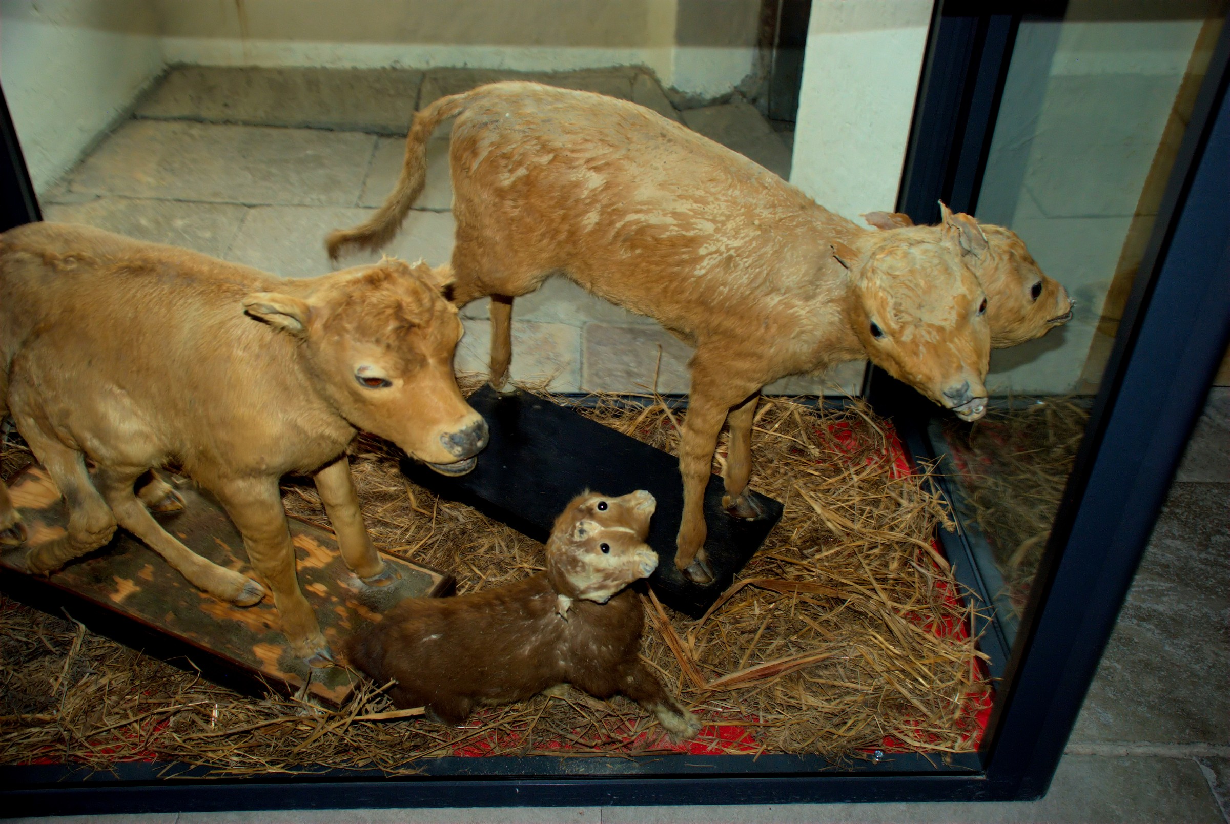 Scherzi della Natura