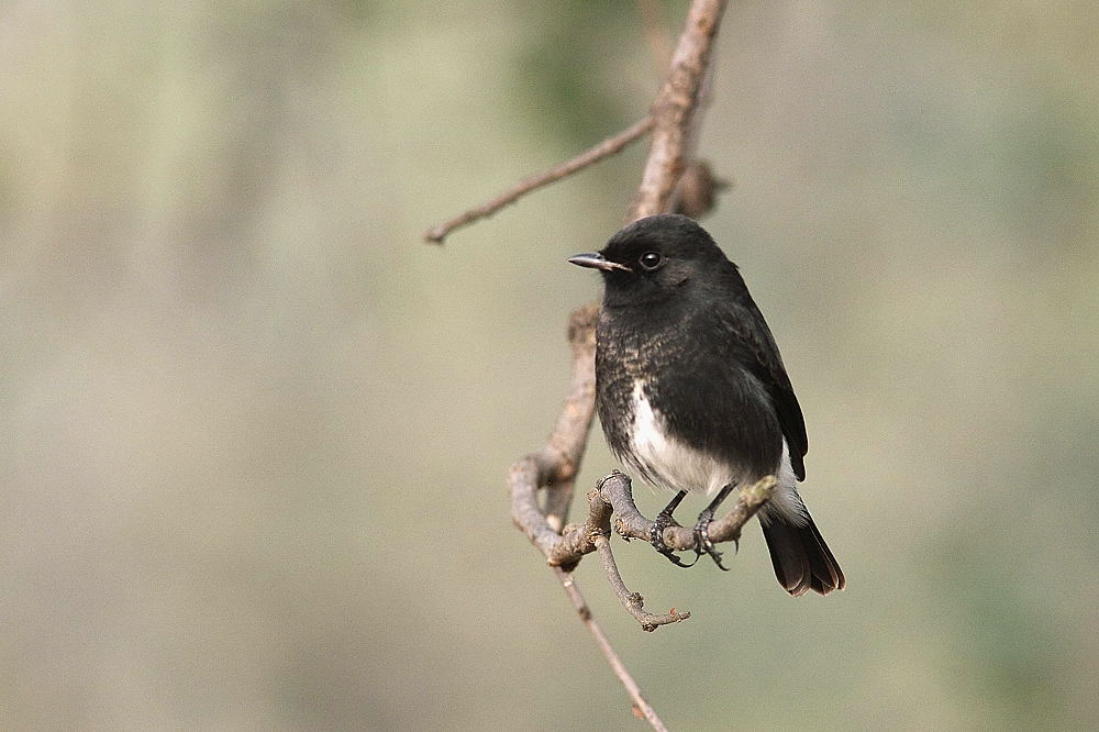 Monachella Variabile