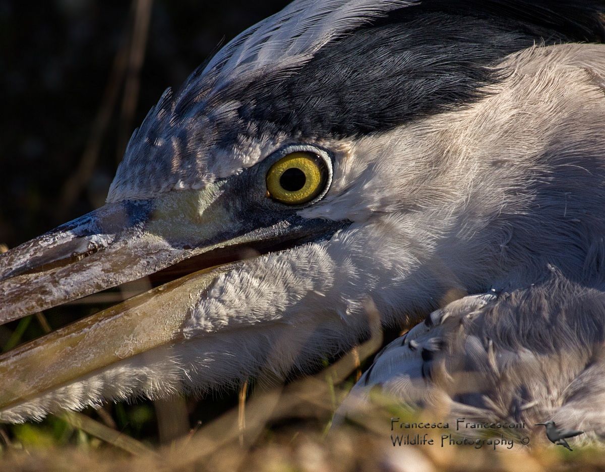 L'occhio del cenerino