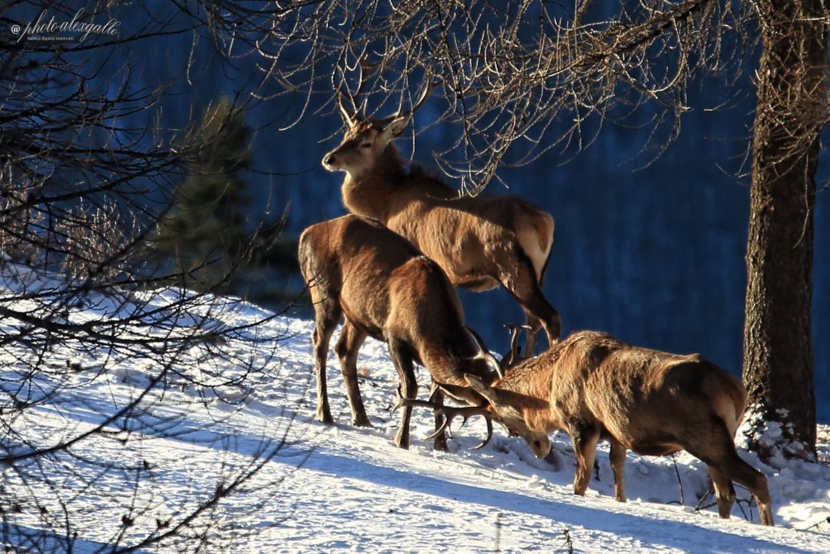 Cornate tra cervi in Val Chisone
